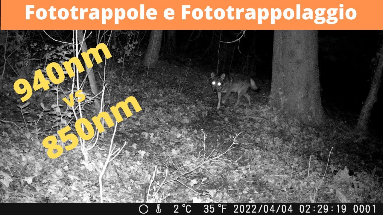 IR a CONFRONTO. Video girati con fototrappola ActionBear e Coolife h953