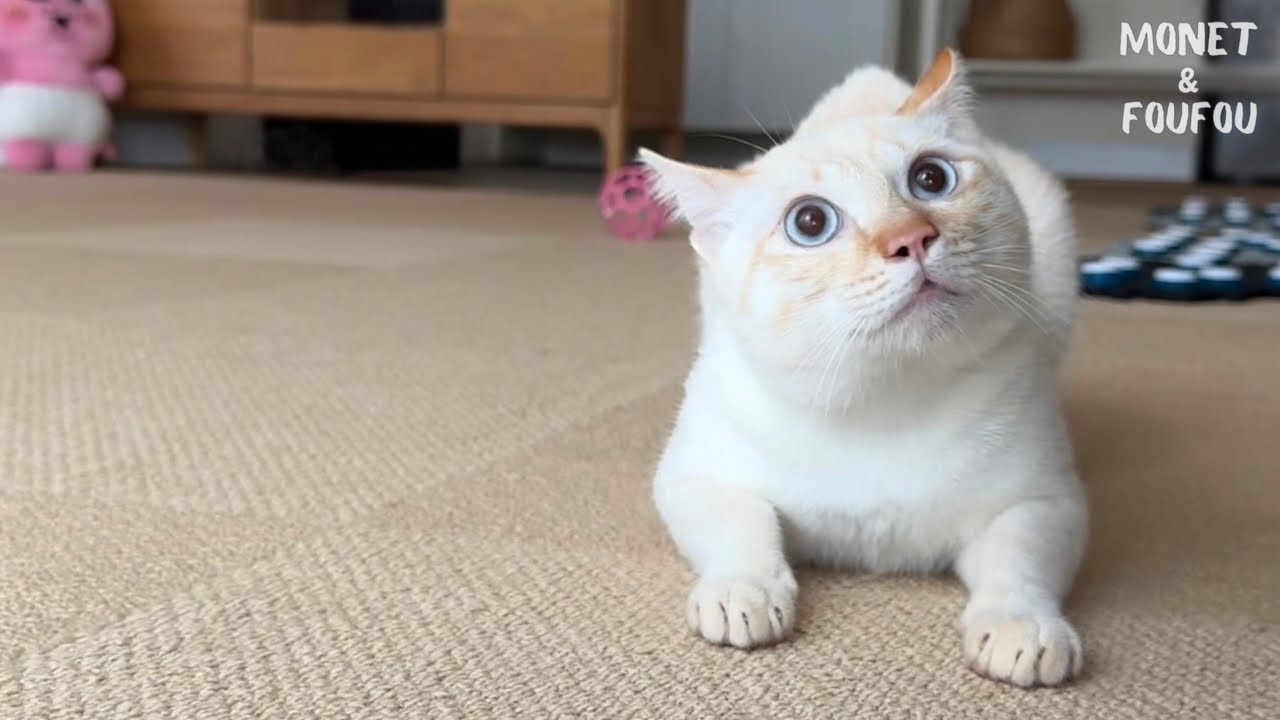 猫「つぎ僕の番だよ！」と喋る。カワイ…💘