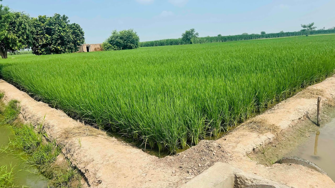 Model Agriculture Farm in Punjab Pakistan | Modern Farming & Progressive Agriculture