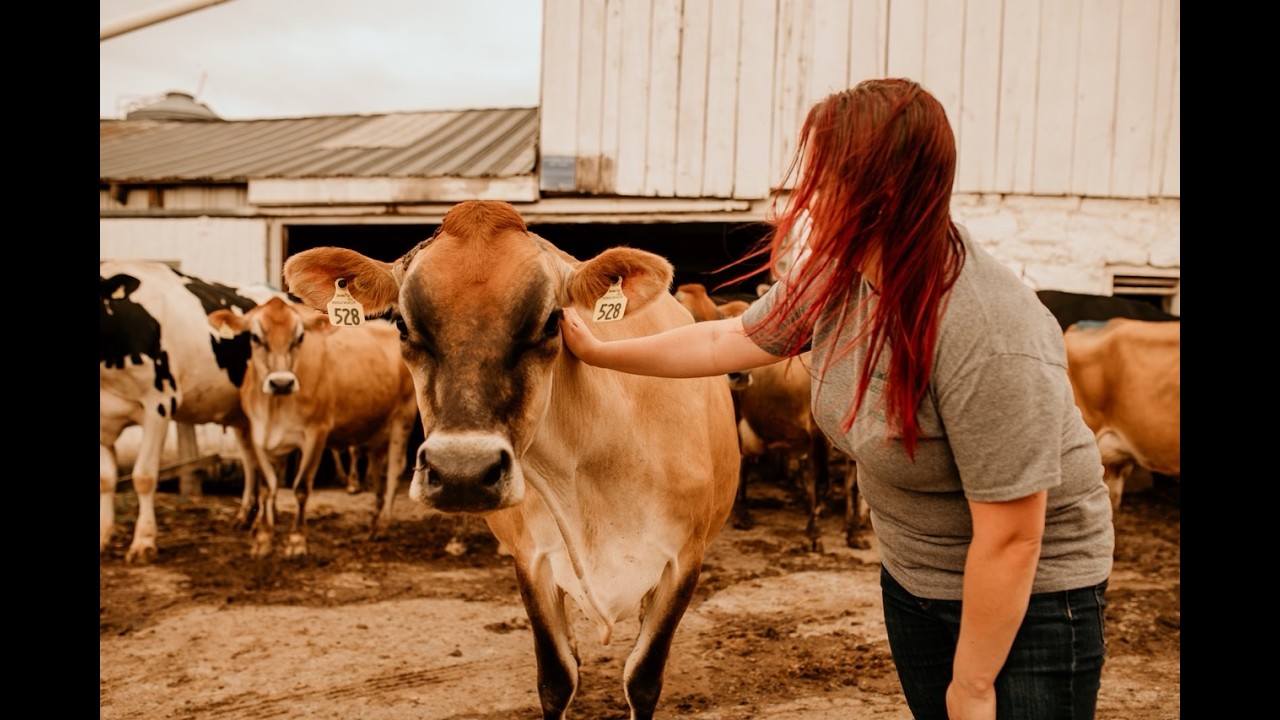 Milking Video - Stanchion Barn