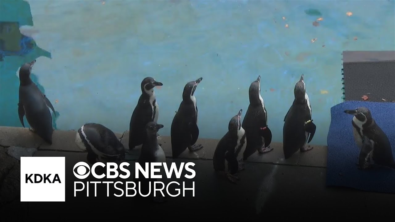New exhibit at Pittsburgh Zoo and Aquarium