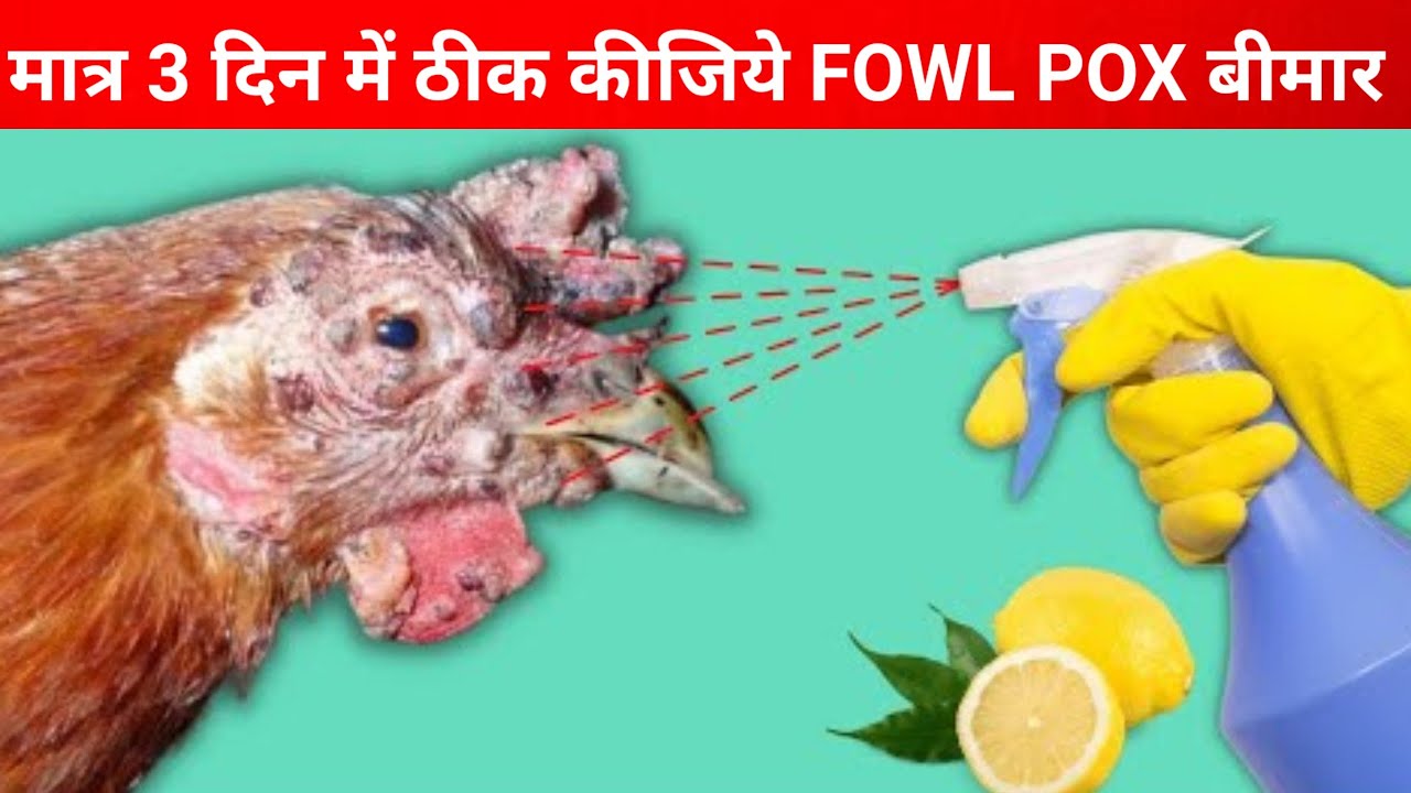 मात्र 3 दिन में ठीक कीजिये मुर्गियों का FOWL POX बीमार(Fowl pox disease and its natural treatment)