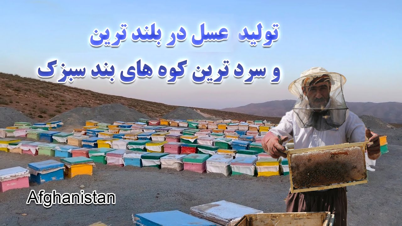 عسل کوهی در بلند ترین کوه های افغانستان | بند سبزک | مرز هرات و بادغیس - هوای سرد