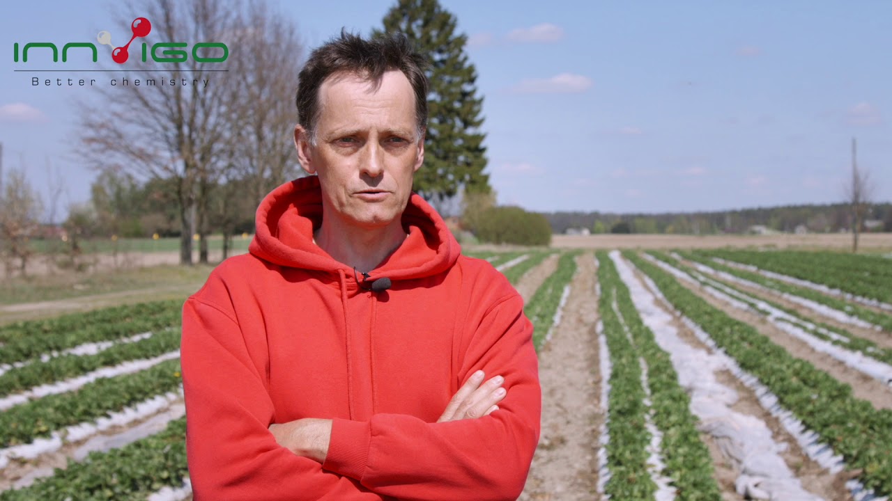 Ochrona truskawki z INNVIGO Batalion 450 SC i Baristo 500 SC (szara pleśń)