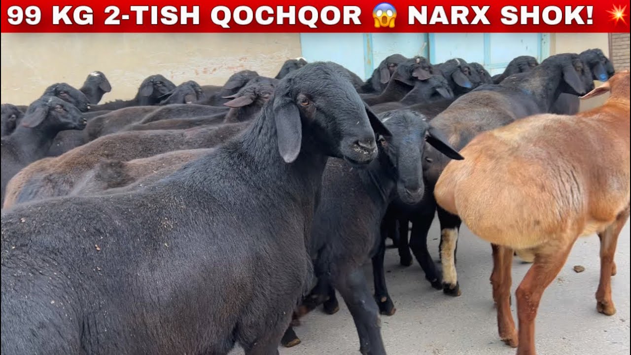 TOXIRJONDA 99 KG 2-TISH QOCHQORLAR 😱💥 NARX SHOK!