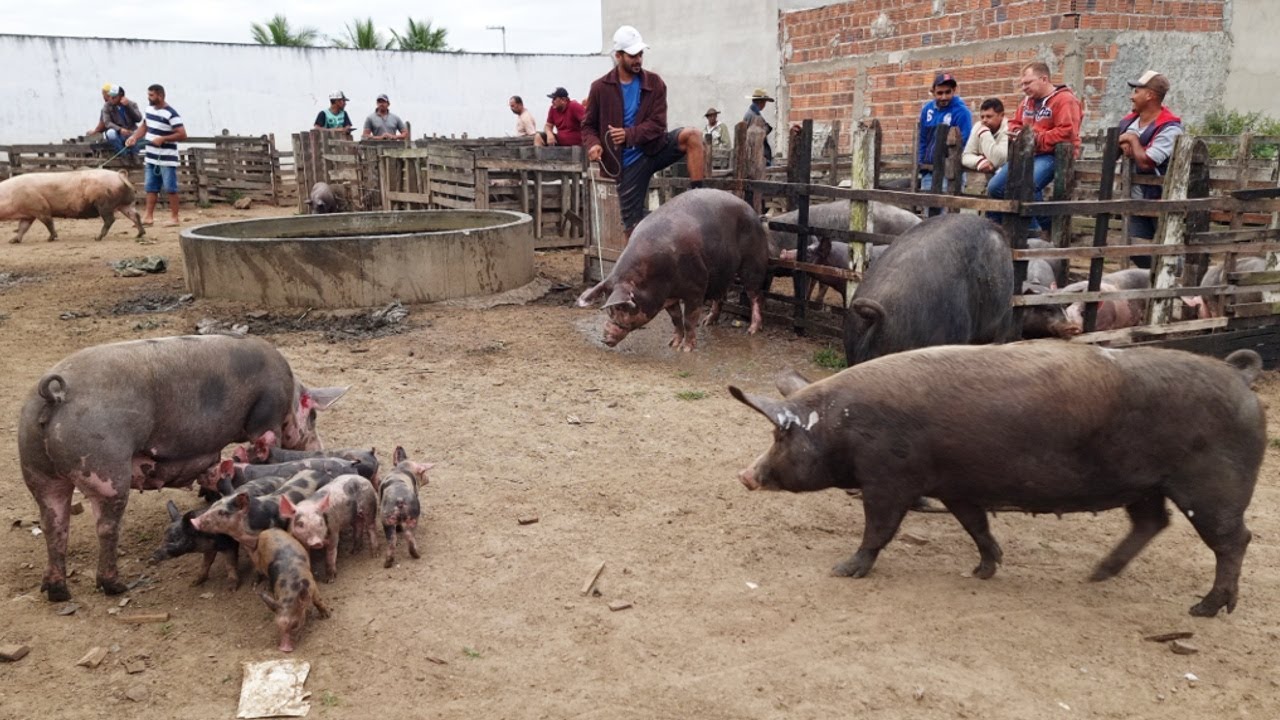 SUÍNOS COM PREÇO BAIXO NA FEIRA EM CACHOEIRINHA-PE, ALÉM DE CAPRINOS E OVINOS  24-08-2023  #nordeste