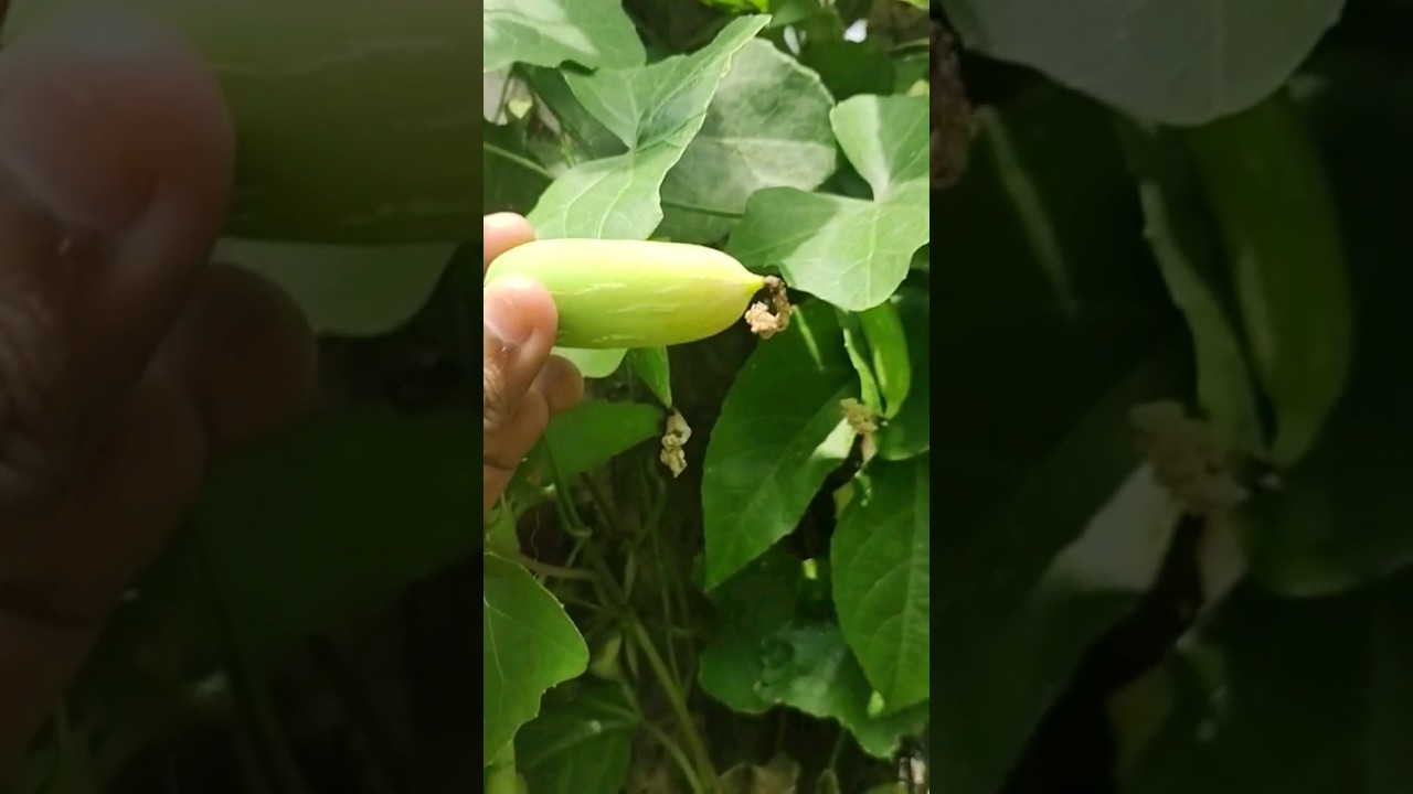 നാടൻ കോയക്ക | ivy gourd