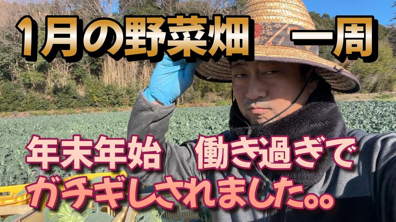 2026年1月の野菜農家の畑一周　働きすぎでキレられる悲しいスタート