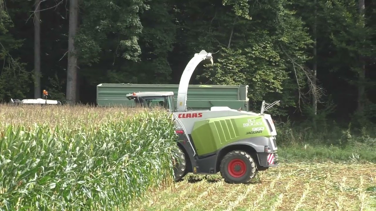 Maishäckseln 2024 in Oststeiermark mit Class Jaguar960 und Orbis 750 und 6 Stück Fendt und anderen T