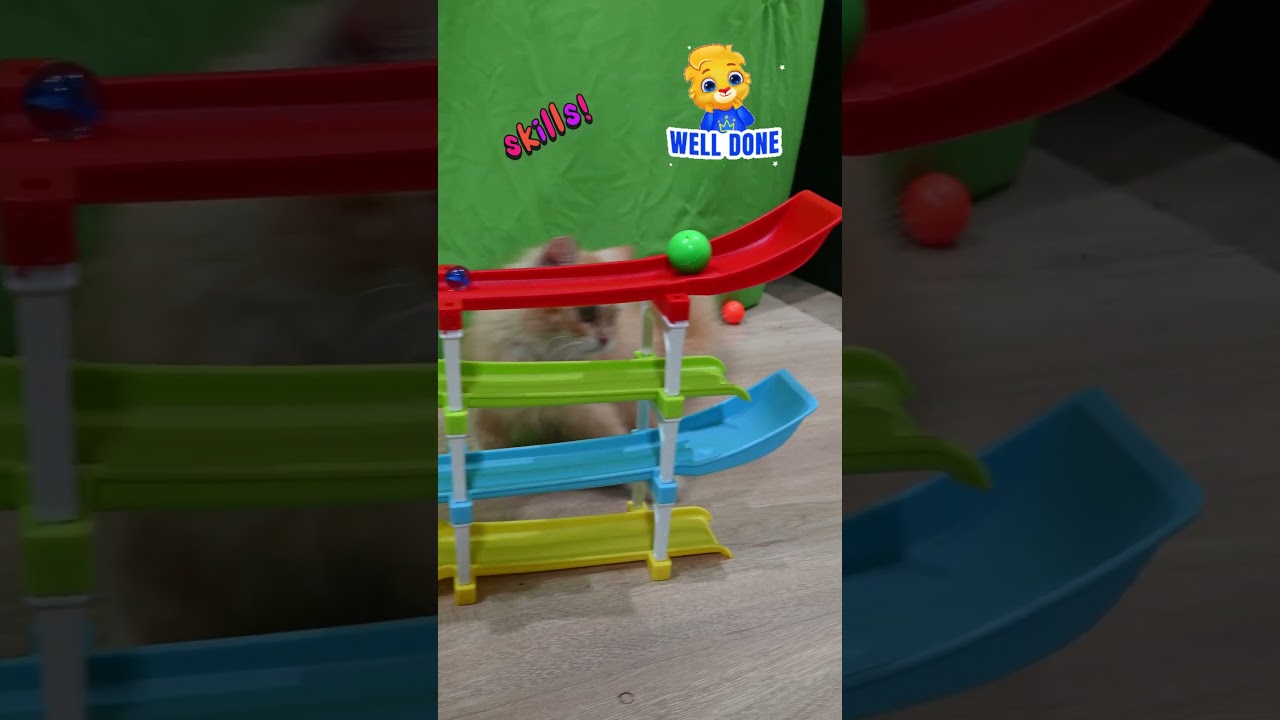 Wait, Did That Cat Just Do That? Ramp Race Surprise! #cat #catvideos #ramp #pets #persiancat #shorts