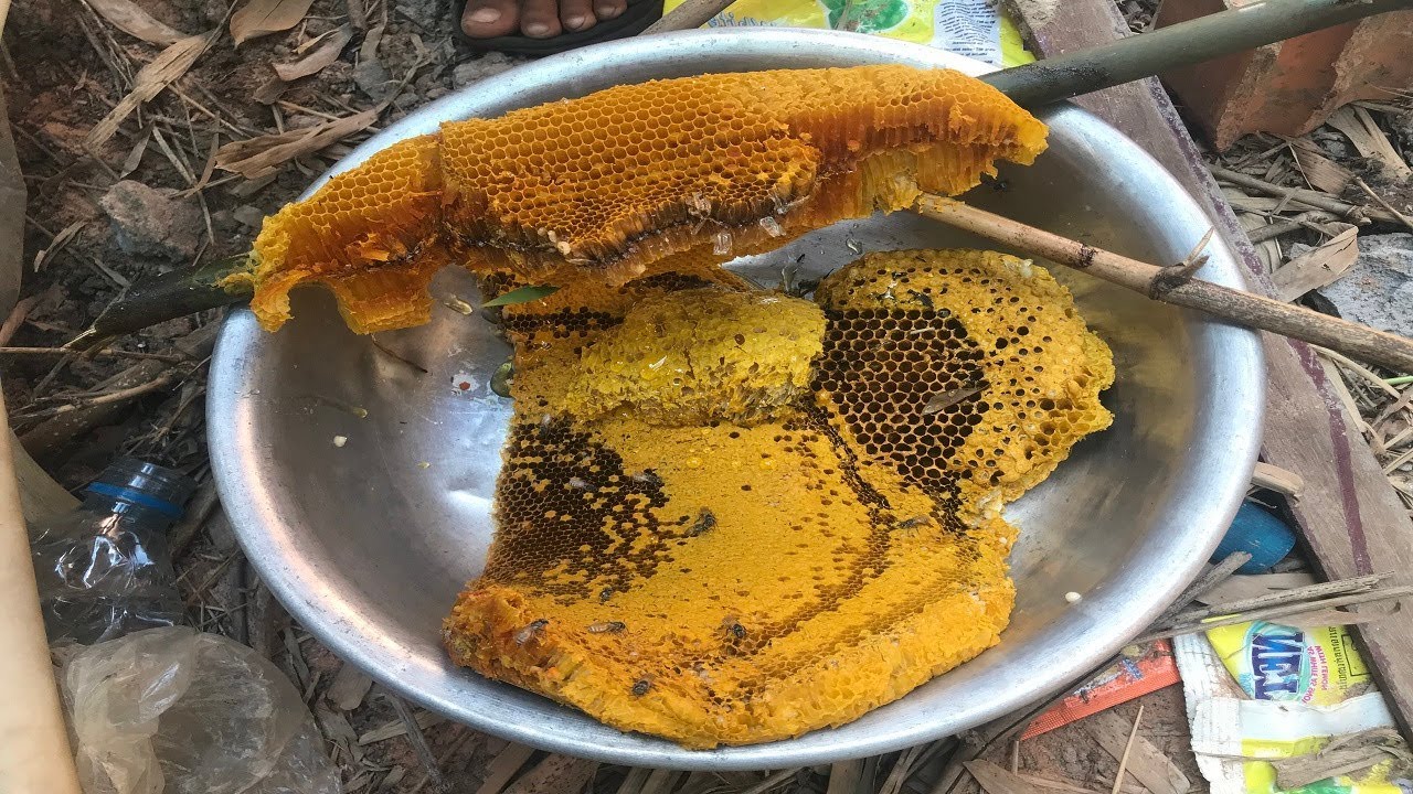 Brave Boy Harvesting Natural Honey Bee in Bamboo Tree​ - How to get bees