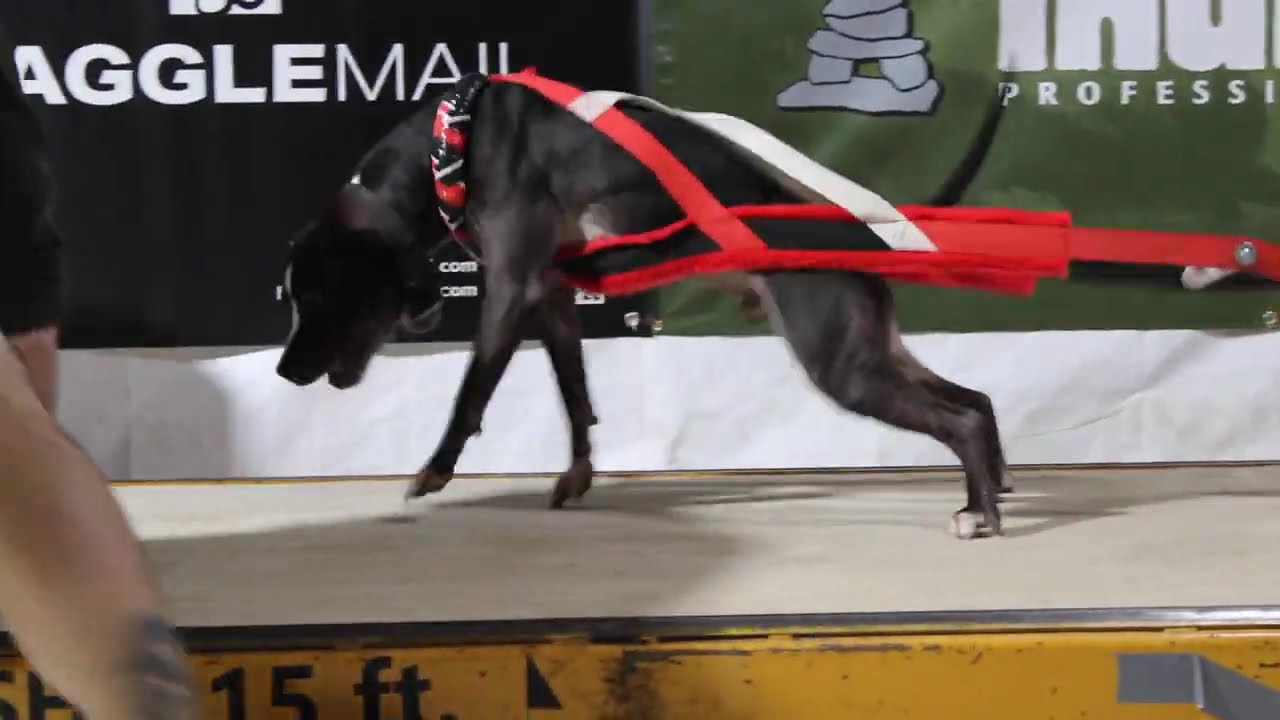 ADBA PIt Bull weight pull over 5300lbs