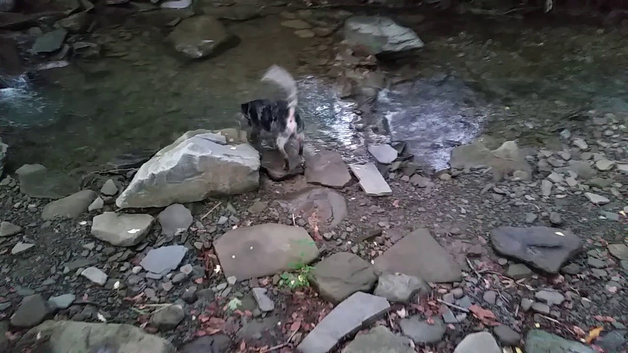 Smoke in the creek