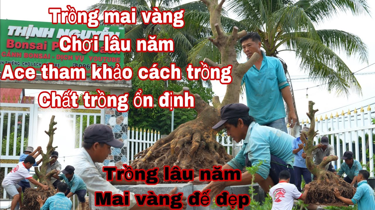 cách trồng mai vàng chơi lâu năm