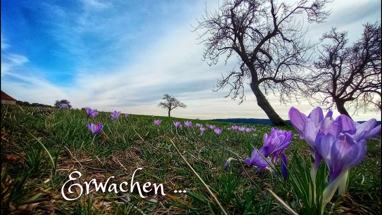 Krokusblüte in Zavelstein, Brunnen, gruselige Keller, die Burgruine und viel Geschichte Schwarzwald
