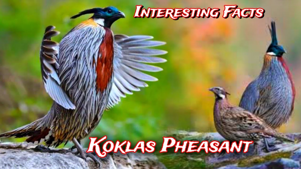 Interesting facts about Koklas Pheasant [ Hindi ]