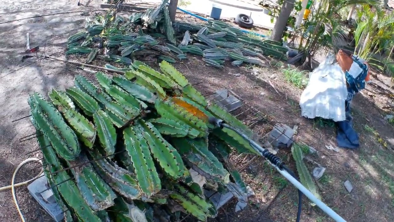 Queimando mandacaru para o gado - ração