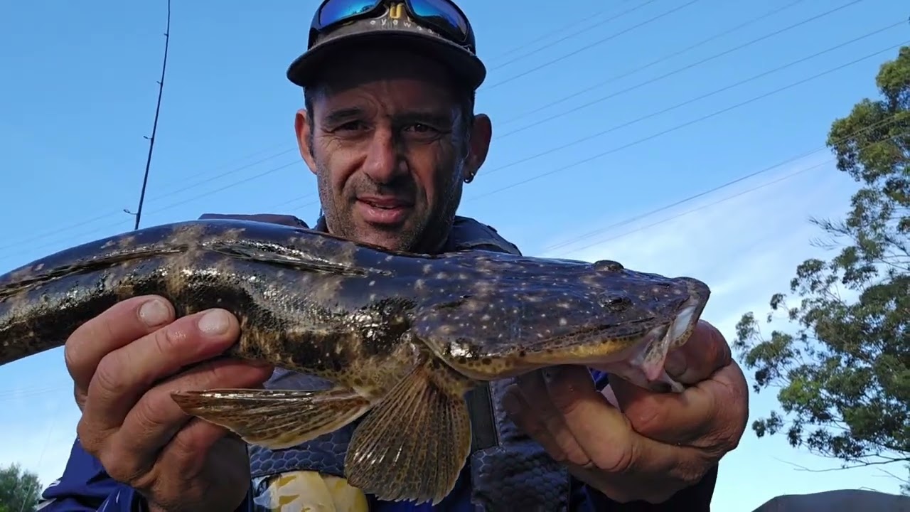 AN UNUSUAL LOOKING BASS 