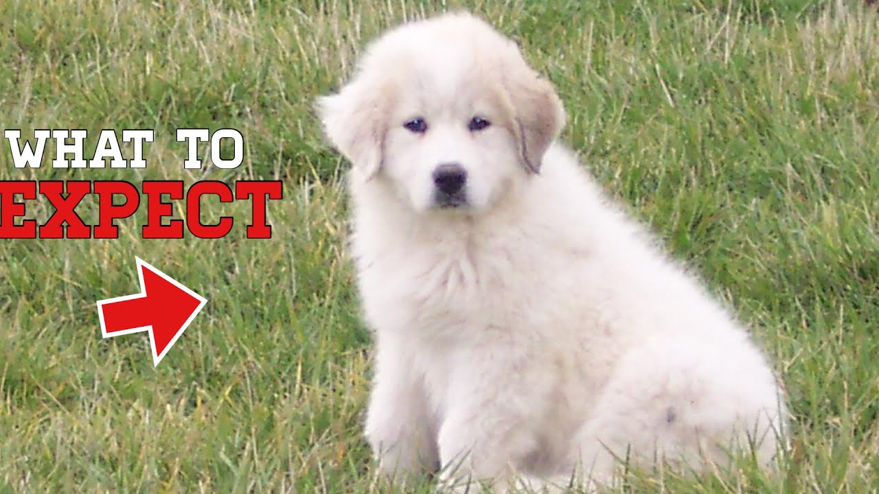 What to expect when bringing home a Great Pyrenees puppy