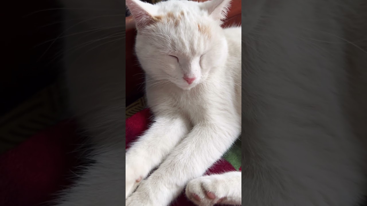 #позитив #cat #видосыоткота #котики #прикольныекоты #цитаты #кот #веселыекоты