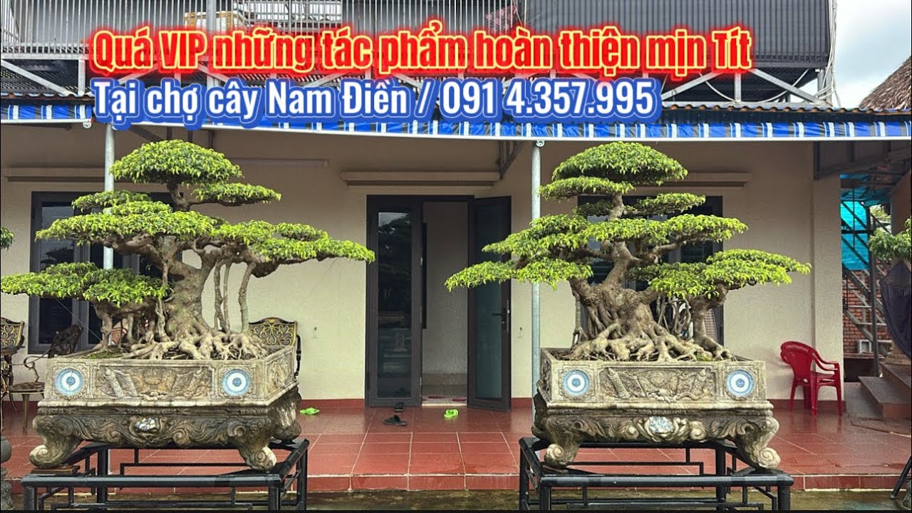 Mịn như da em bé. Chợ cây Nam Điền rất nhiều tác phẩm đẹp/0914.357.995 | Quảng Tùng