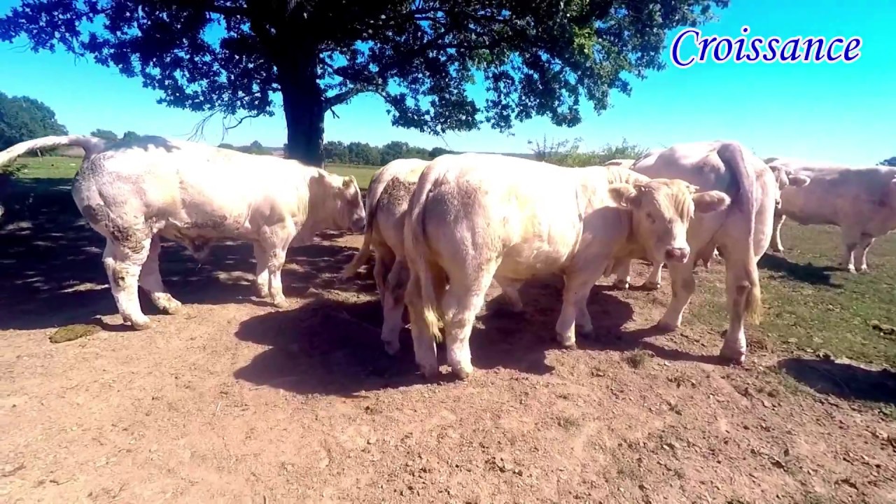 Sicagieb Production 2