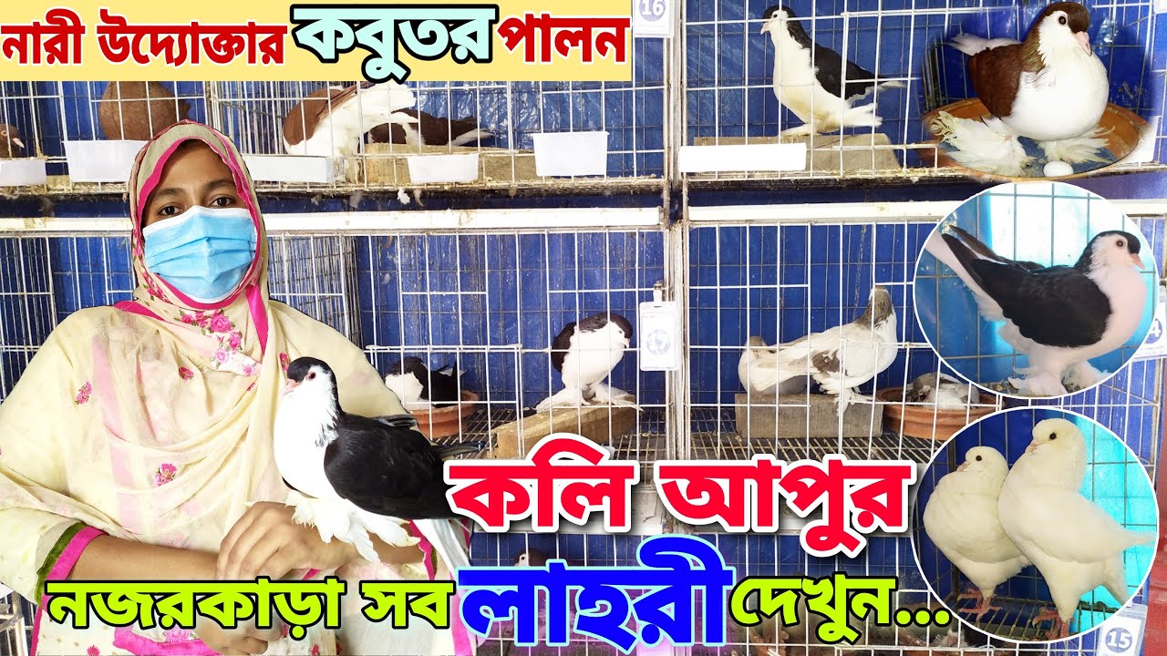 সরাসরি খামার থেকে Original Export Quality লাহোরী কবুতর কিনুন | কলি আপুর কবুতরের খামার | #FarmsBangla