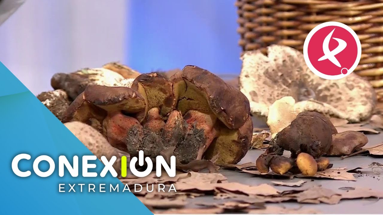 Recogemos las primeras setas | Conexion Extremadura