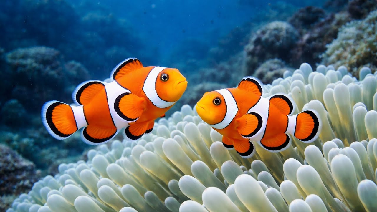 Calm Tropical Fish in 4K 🌊 Relaxing Ocean Ambience for Sleep & Deep Relaxation (25 Minutes)