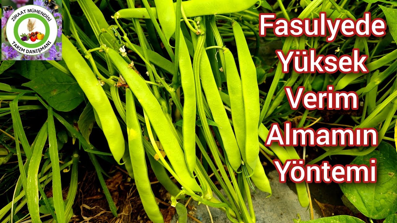 Fasulyede Bunlara Dikkat Ettim Fasulye Toplamaktan Yoruldum🌱Fasulyede Yüksek Verim Almamın Sırrı