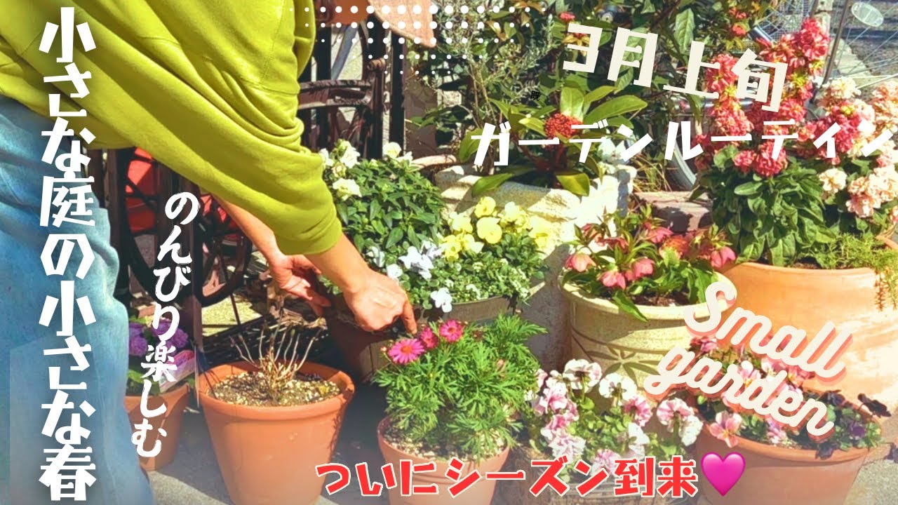 【小さな庭】3月！春のガーデニング　狭い庭で花を楽しむ🎵　#gardening    #園芸　#flowers #gardenvlogs