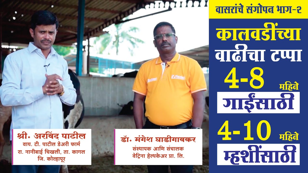 वासरांचे संगोपन-2 || 4-8 महिन्यांच्या कालवडींच्या वाढीचा टप्पा🧐