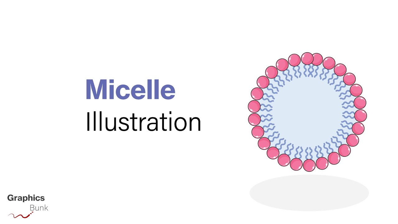 Create Micelle (Lipid membrane) using Adobe Illustrator.