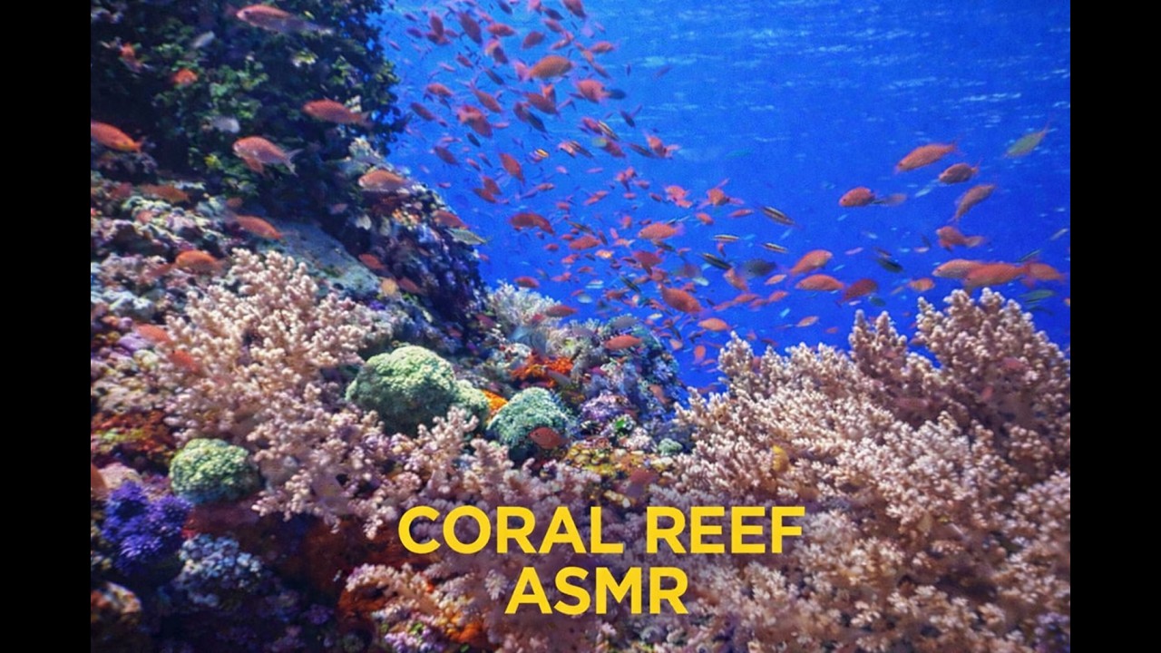 ASMR (Autonomous Sensory Meridian Response) Coral Seas part 1 of Seaquarium's relaxation series.