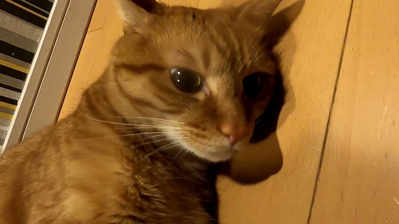 【ミミ】えせ同和に対抗する訓練法