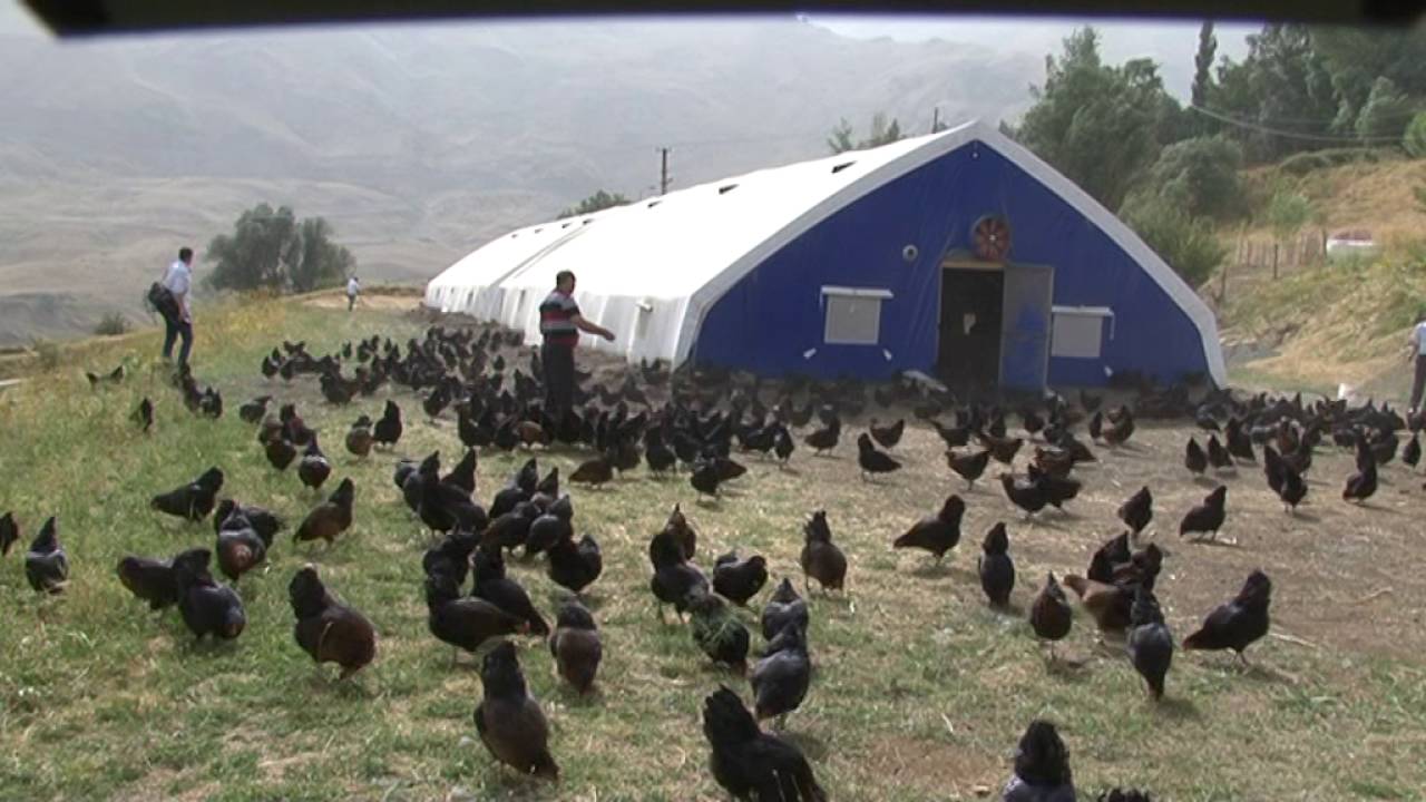 Hakkari Otluca karadağ yumurta