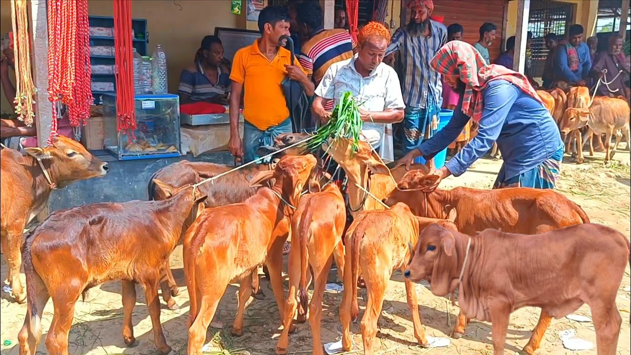 @আজ ১৫ জানুয়ারি