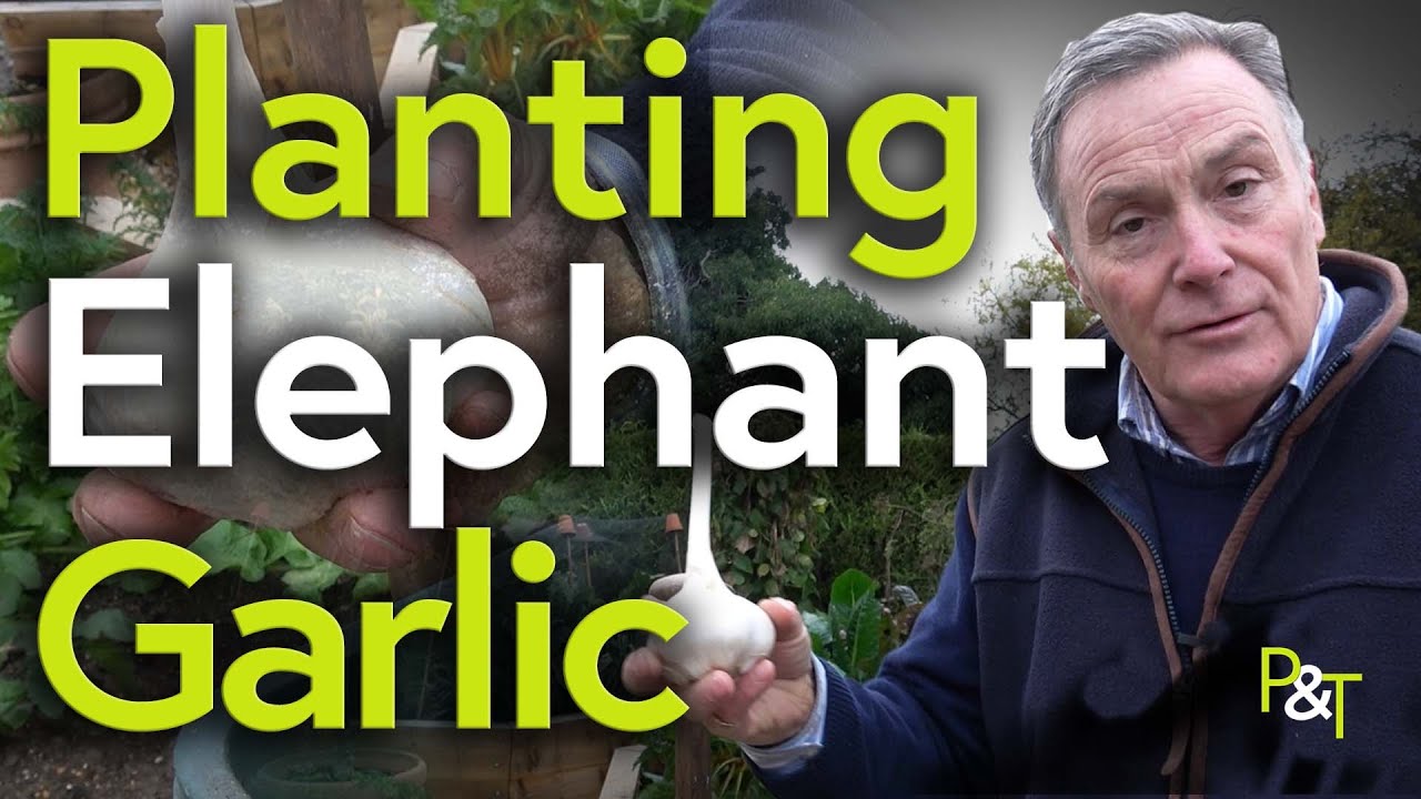 How to Plant Garlic (& Elephant Garlic!) - Pots & Trowels