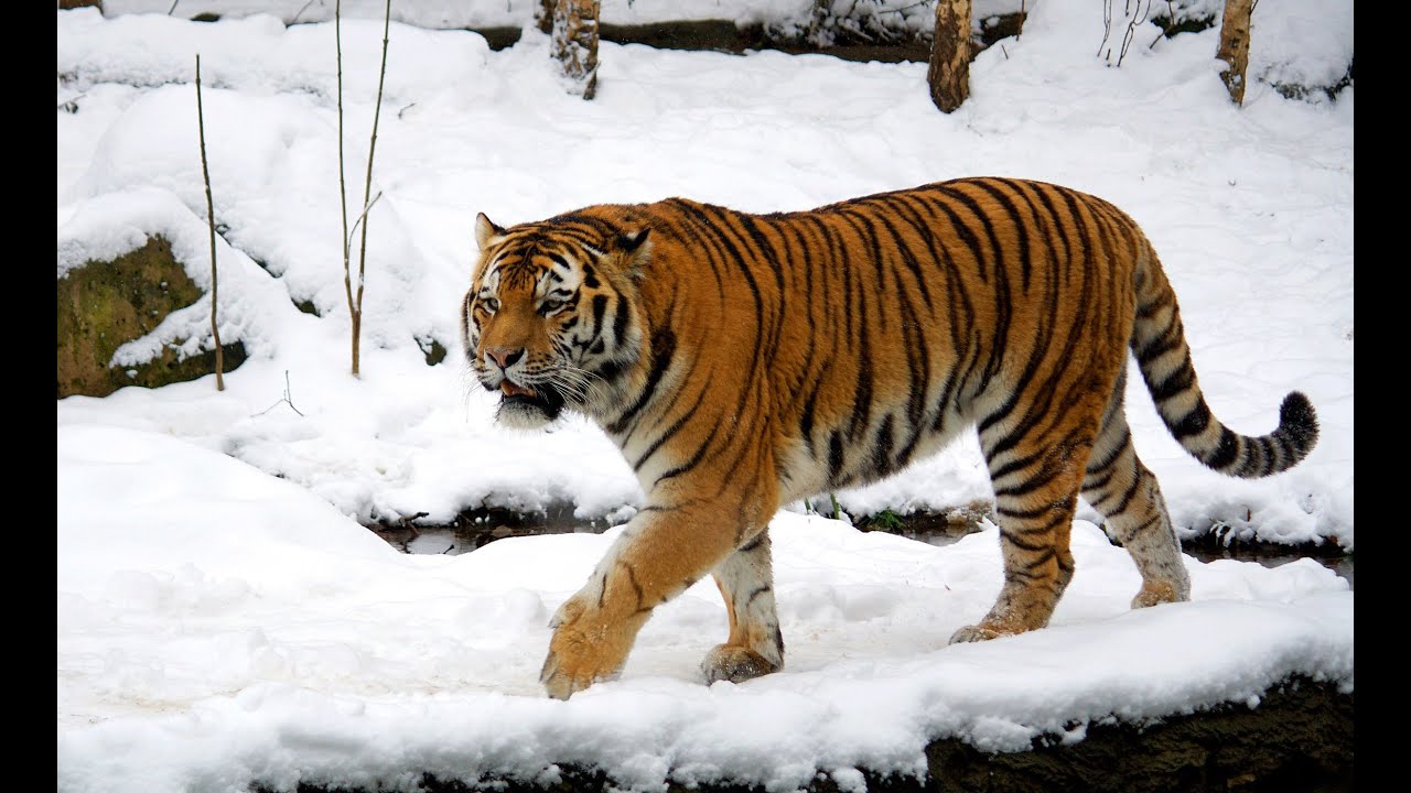 Siberian Tiger Documetary HQ 720p