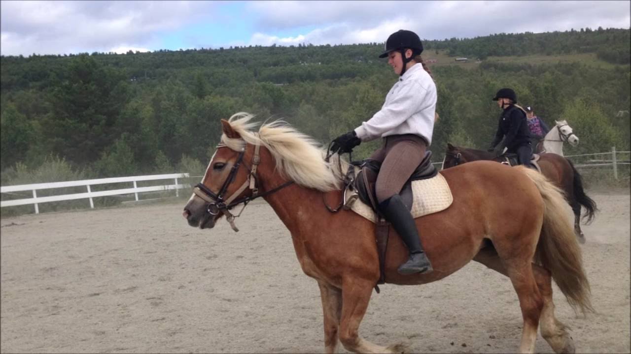 Skogshorn Rideleir uke 31 2016