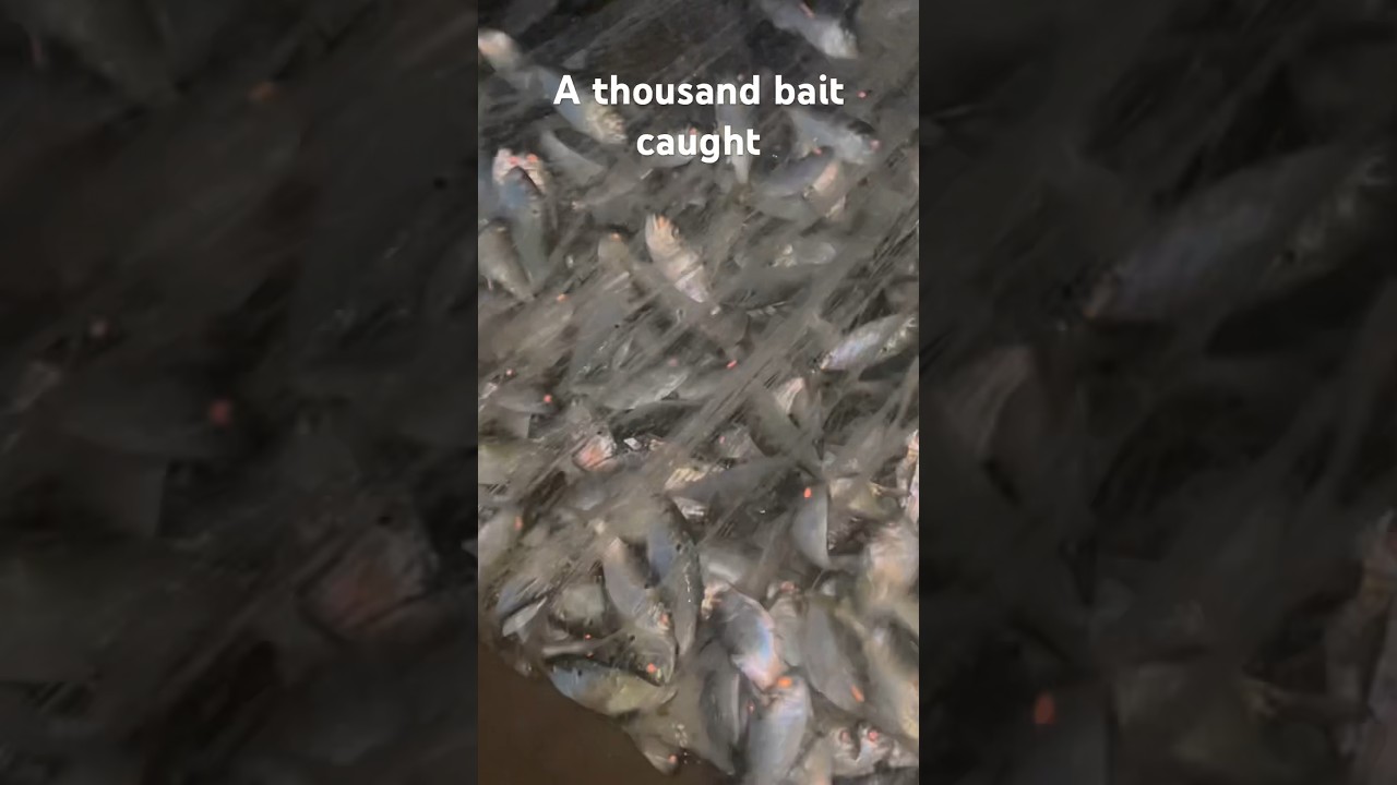 1000 Menhaden caught 🗣🔥🎥. #baitfishing #menhaden #gonefishing #fishing #fish #catchandrelease