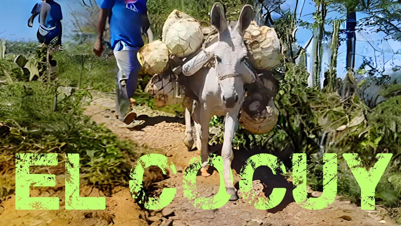 ¡EL COCUY,  bebida ancestral Venezolana, Descúbrela aquí!