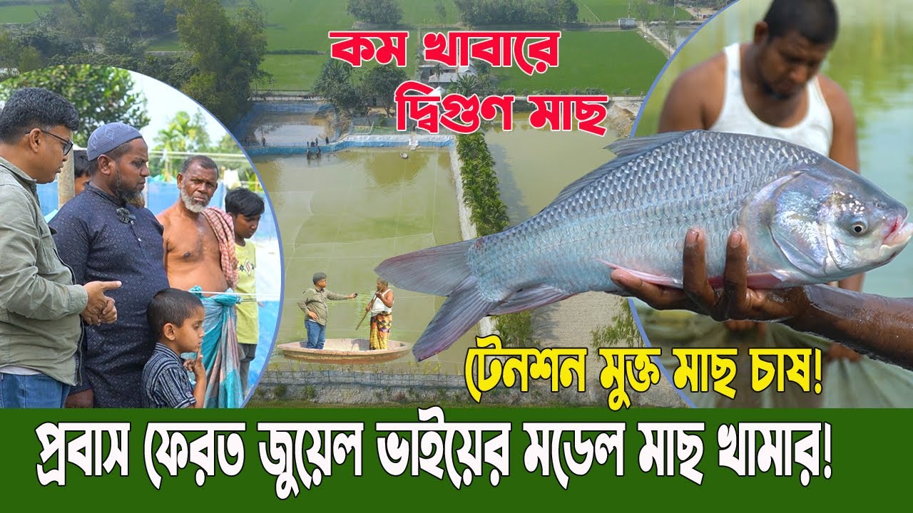 প্রবাস ফেরত জুয়েল ভাইয়ের টেনশন মুক্ত মাছ খামার! কম খাবারে দ্বিগুণ মাছ উৎপাদন!