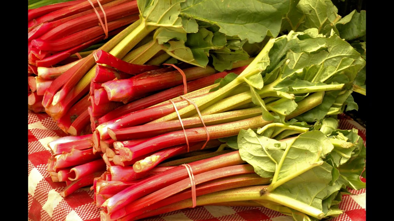 USO MEDICINAL Y CULINARIO DEL RUIBARBO (Rheum rhabarbarum) Plantas medicinales y plantas comestibles