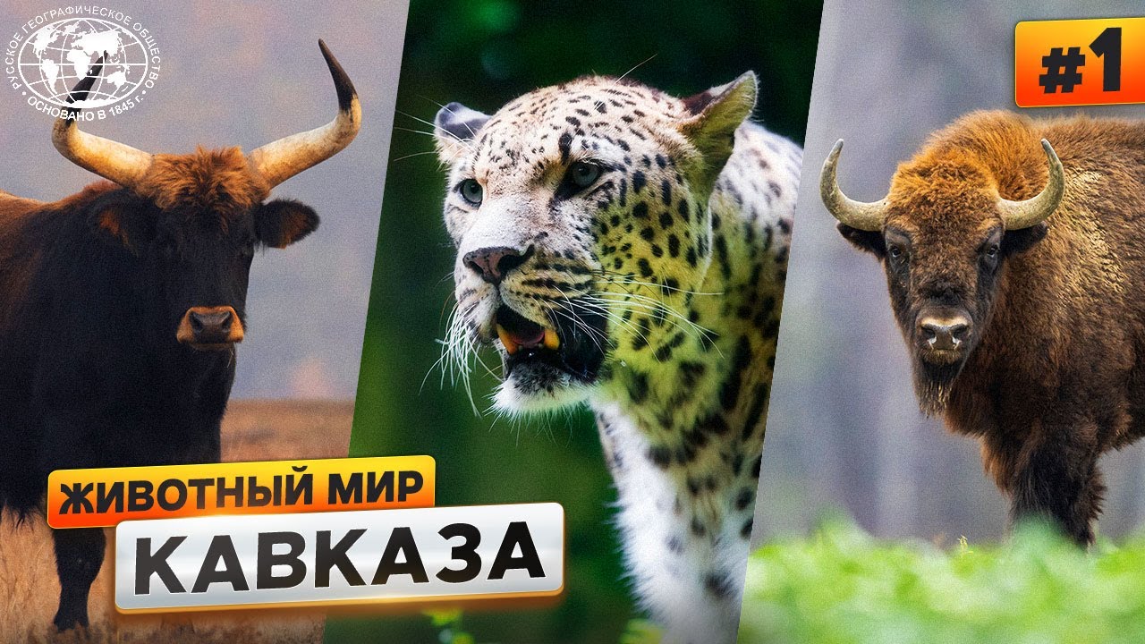 Животный мир Кавказа: чем богаты горы | @Русское географическое общество