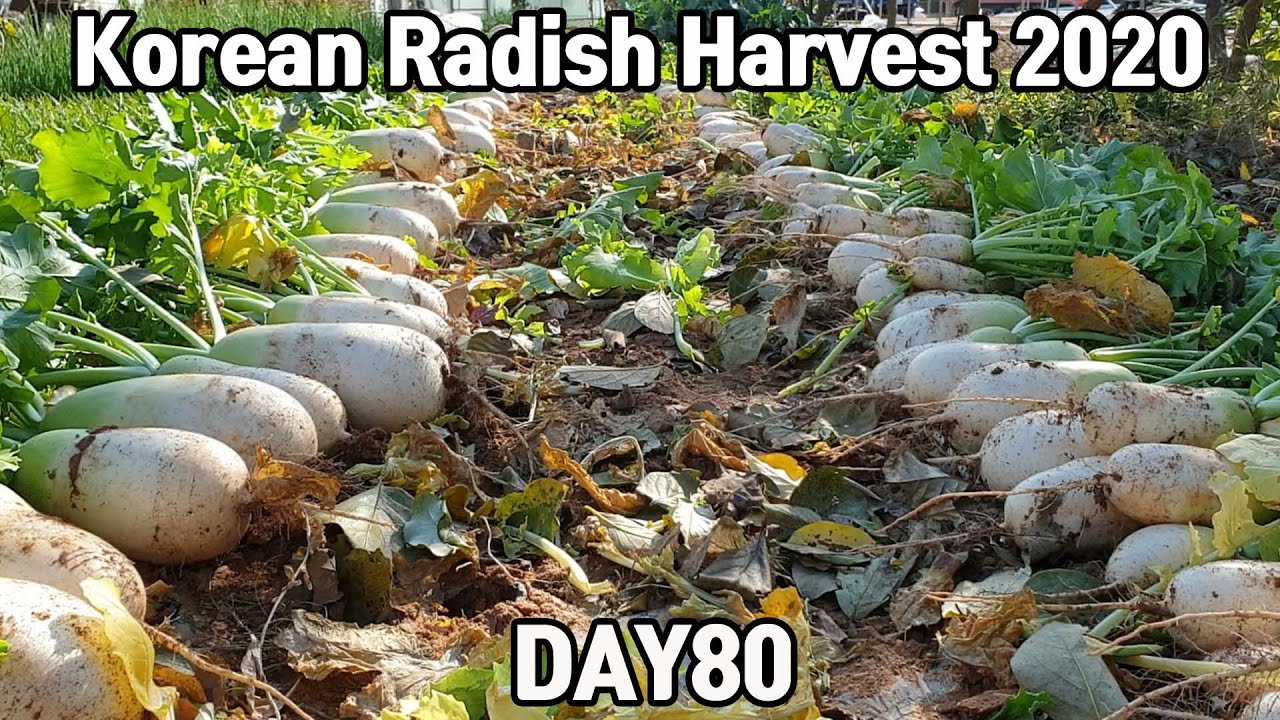 노지 무 수확♥ㅣKorean Radish Harvest 2020