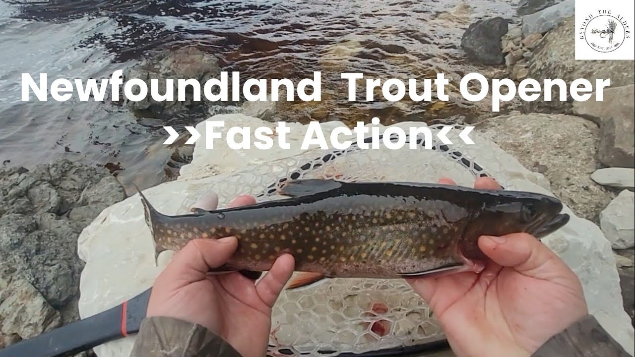 Off With The Dust, On With The Fish (Newfoundland Trout Opener)
