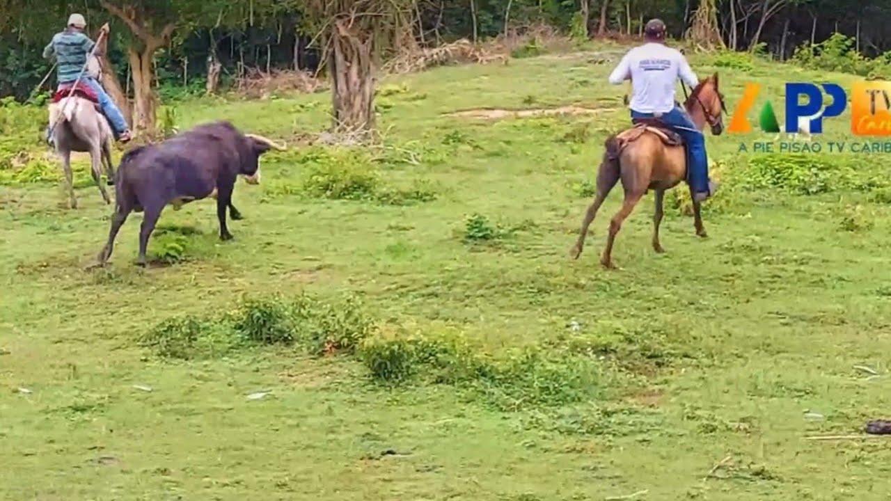 AS&Iacute; SE ENCIERRAN LOS TOROS DE LA VALENTINA