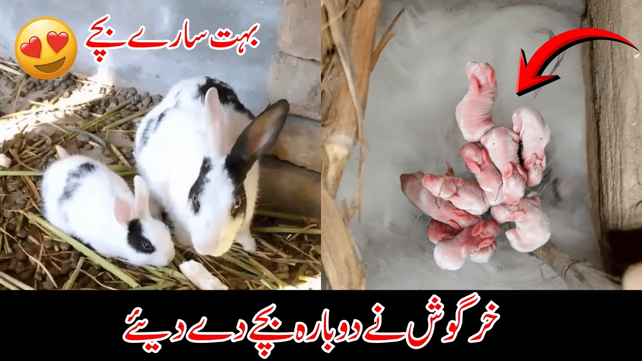 Rabbits Ny Phir Bachy Da Diya 😍 | How Many New Rabbit Babies