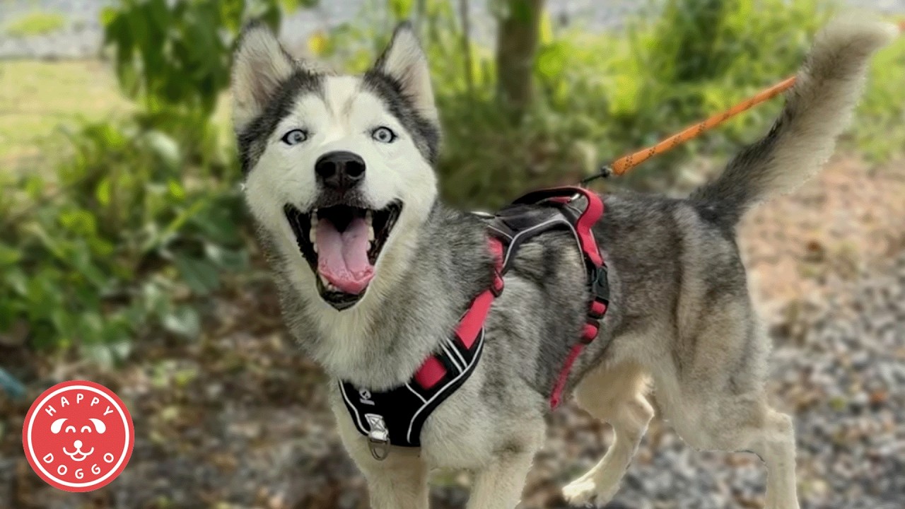 Один счастливый конец, одна новая борьба &mdash; новости Rescue Dog